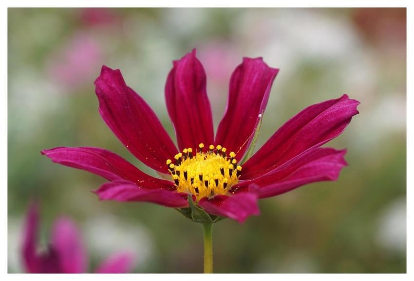 Garden Cosmos Pink Flower Cosmos Cosmea
