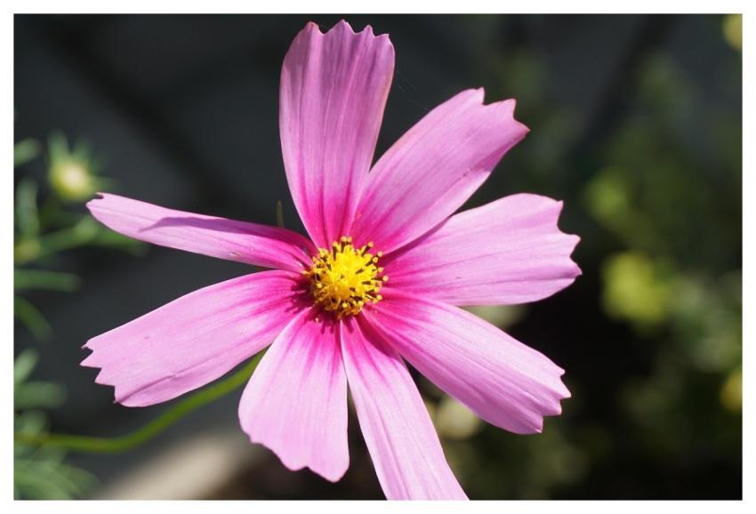 Cosmos Flower Plants Garden Cosmos