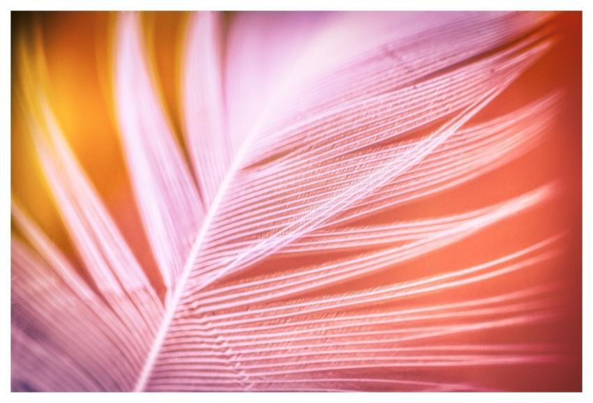 Feather Bird Feather Filigree Structure