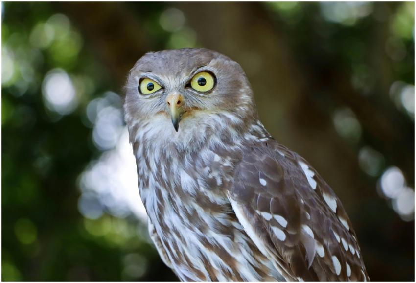 Brown owl with striking eyes captured in Fig Tree