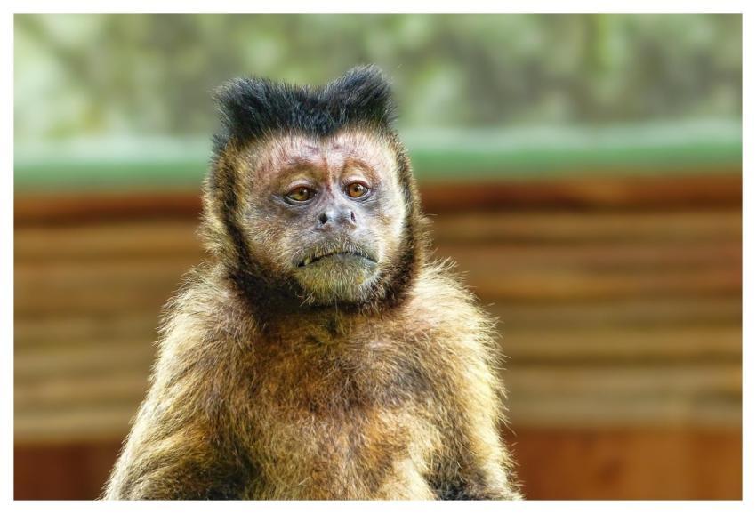 Wildlife Ape Animal Portrait