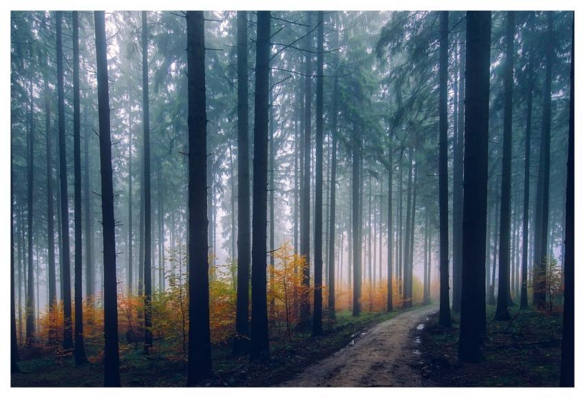 Landscape Scenic Fall Autumn