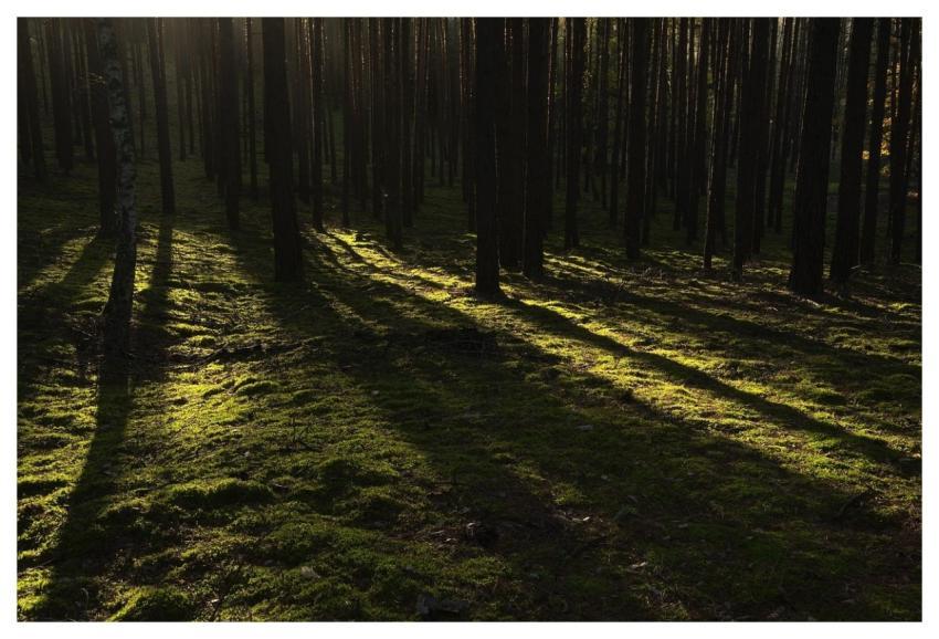 Forest Trees Sunlight Dark