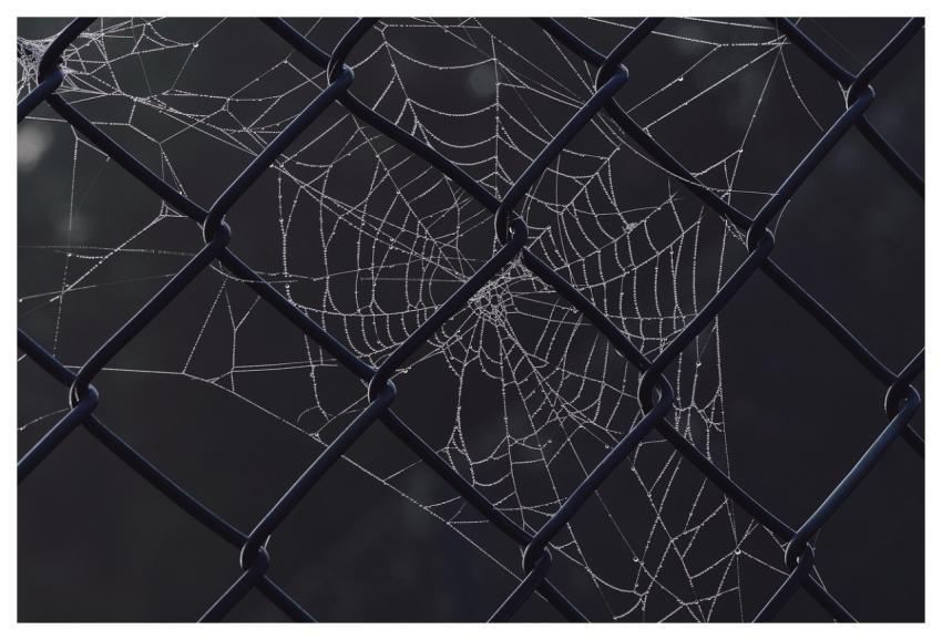 Spider Web Dewdrop Fence Web