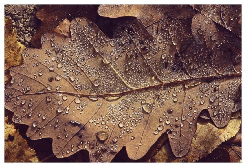 Leaf Raindrop Wet Autumn