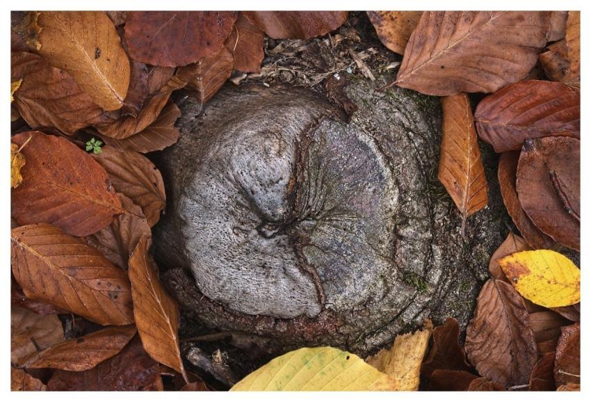 Leaves Autumn Leaves Root Detail
