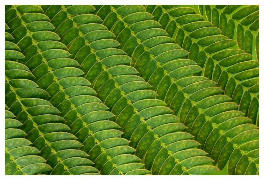 Silkworm Leaves Surface Structure