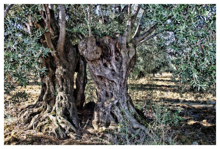 Olive-Tree Abstract Old Tree Olive