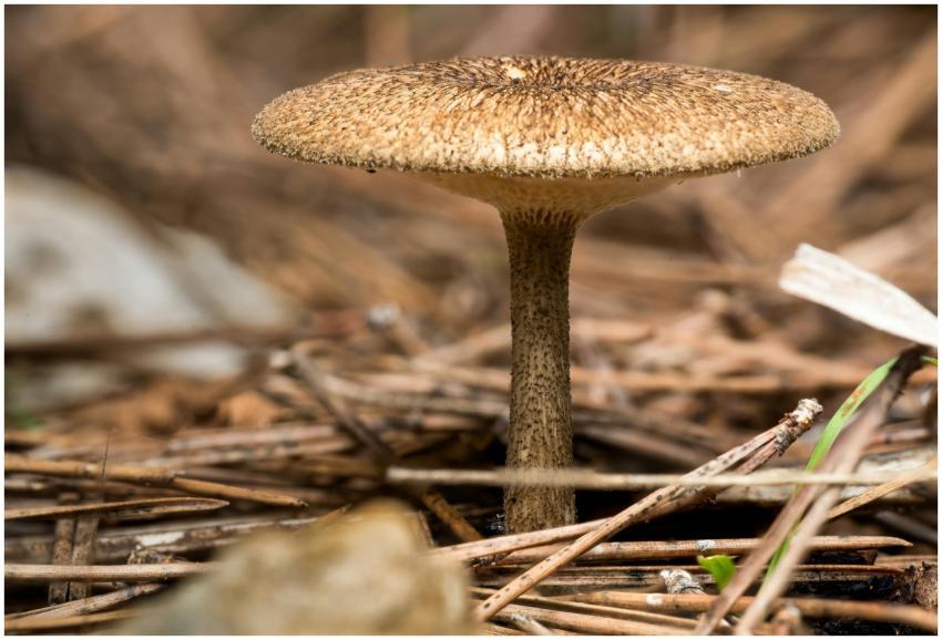 Detailed view of a Mycena mushroom on a forest flo