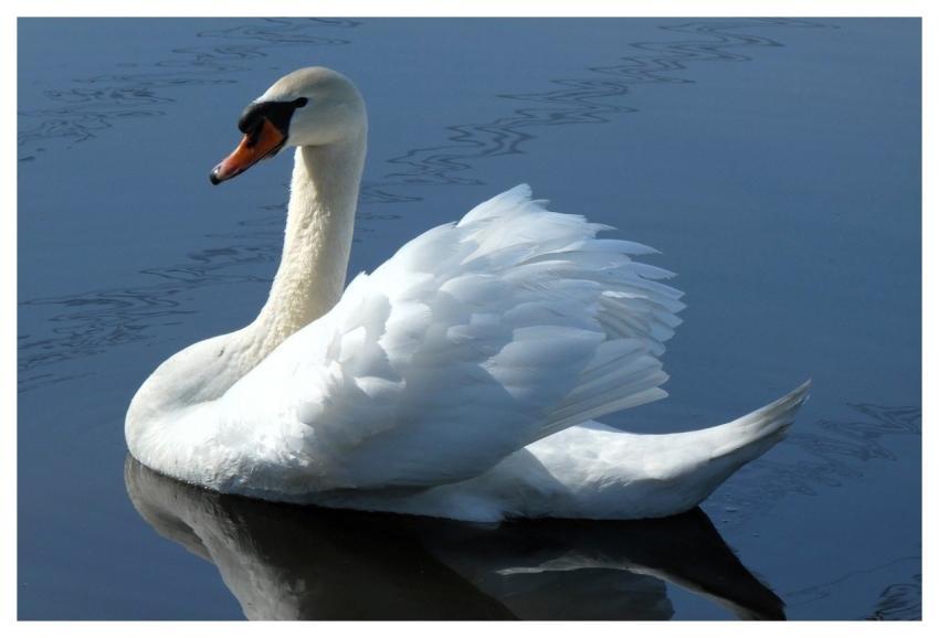 Swan Bird Animal Feathers