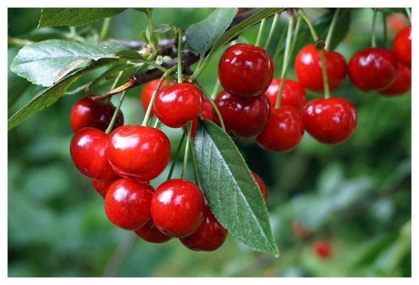 Cherries Fruit Healthy Food