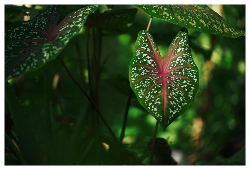 Taro Caladiums Decorative Plants Leaf