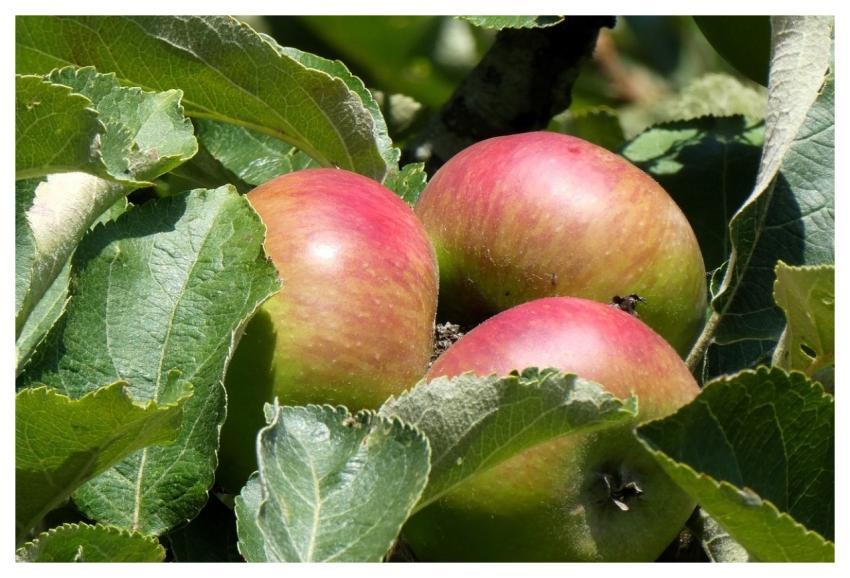 Apples Autumn Fruits Healthy