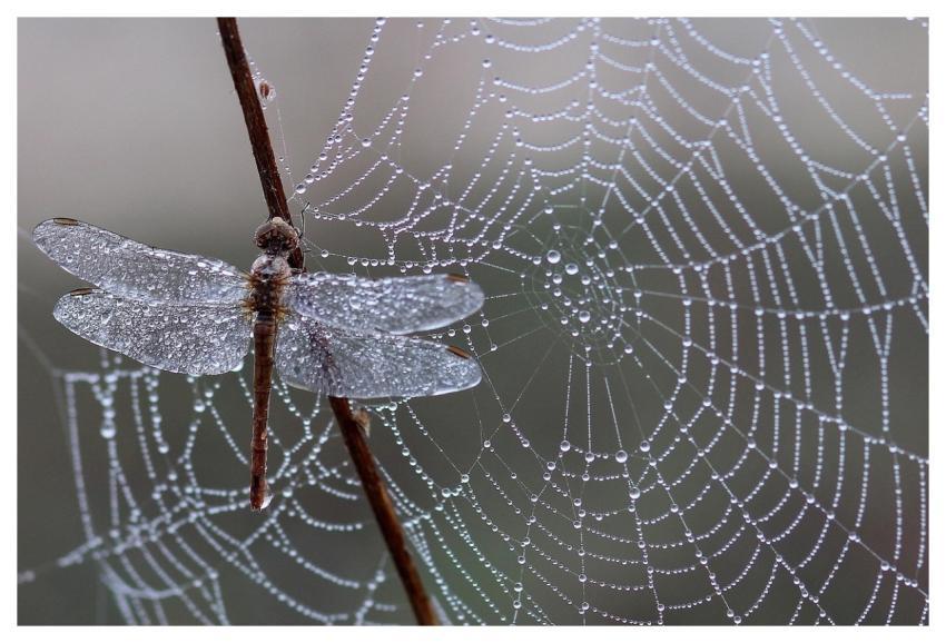 Dragonfly Dew Spider Web Cobweb