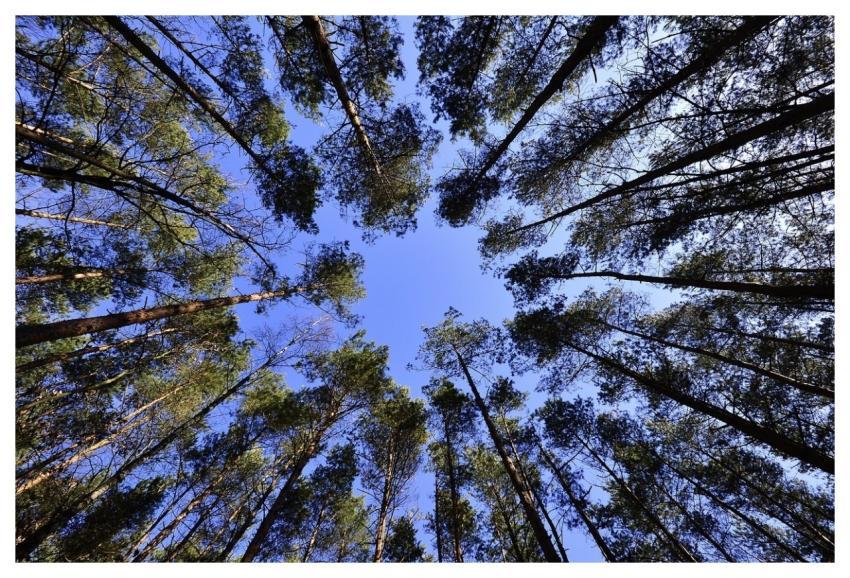 Forest Trees Tree Canopy Foliage