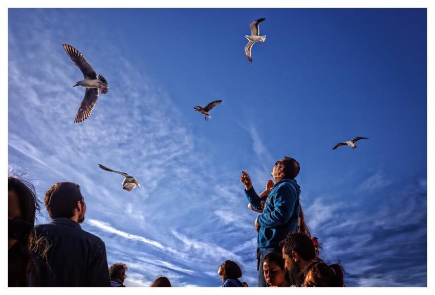 Seagulls Gulls Nature Birds