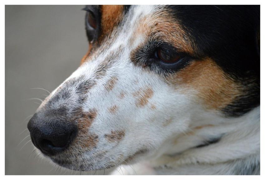 Dog Jack Russell Terrier Four-Legged Domestic Anim