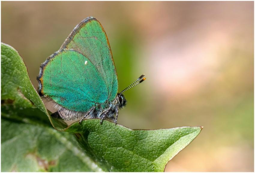 A close-up of a green hairstreak butterfly (Callop