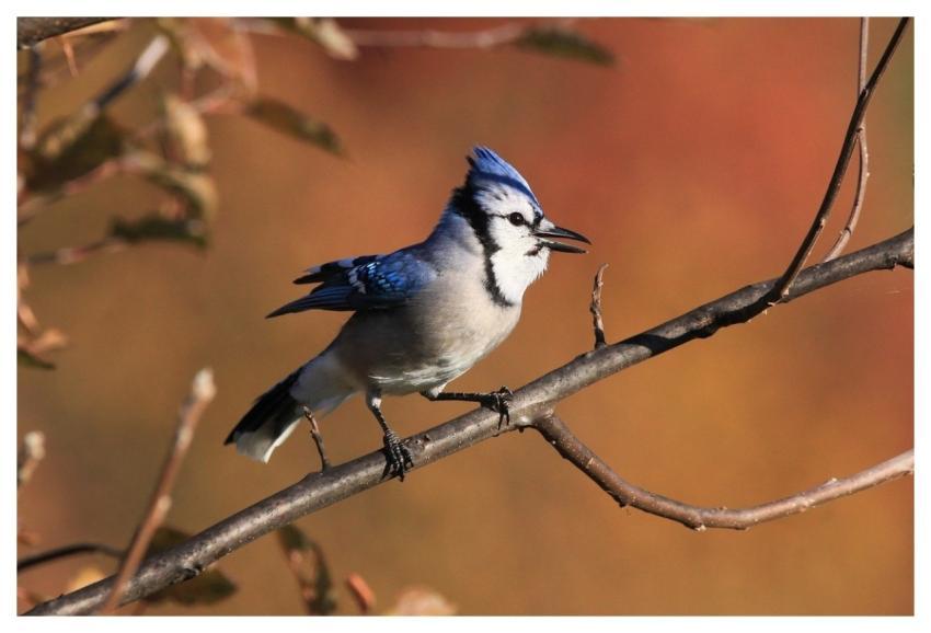 Bluejay Nature Bird Jay
