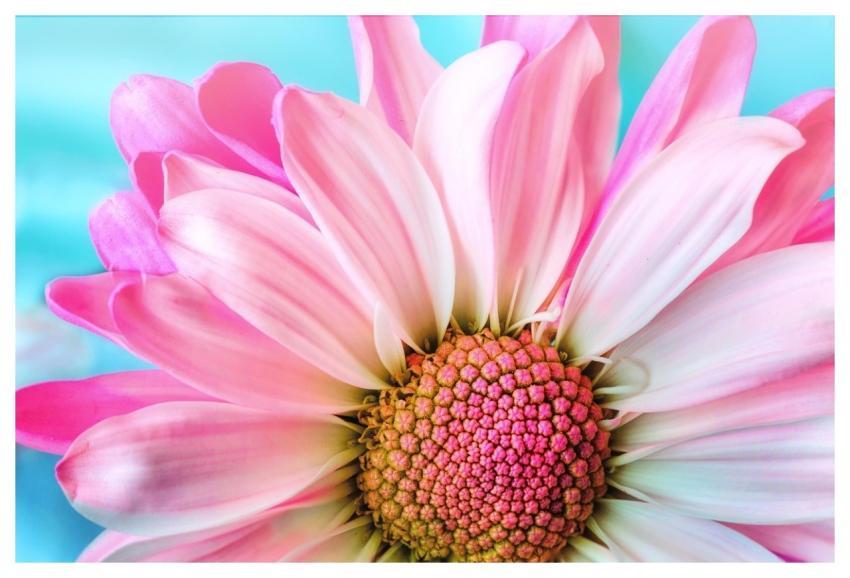 Flower Nature Flora Petal