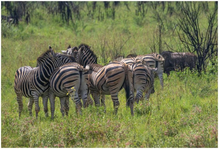 A herd of zebras standing together in a lush green