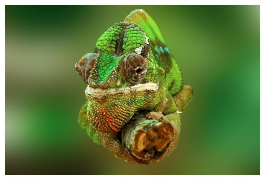 Chameleon Reptile Lizard Green