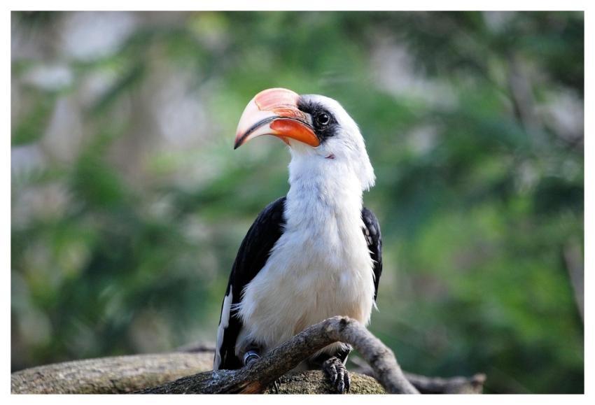 Bird Hornbill Zoo Bill