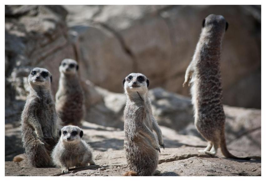 Meerkats Family Suricate Mongoose