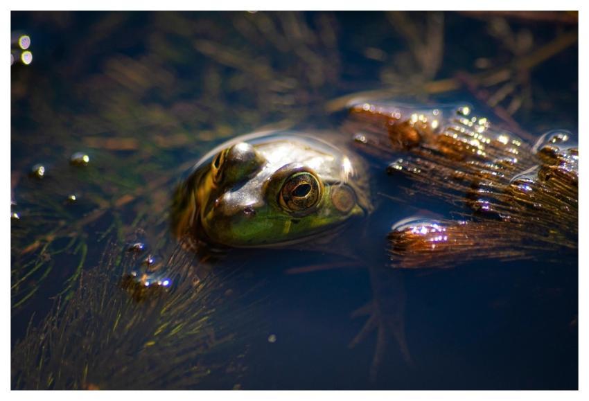 Amphibian Frog Animal Wildlife
