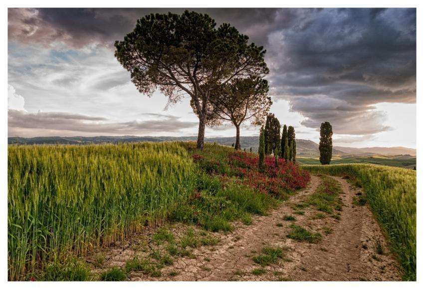 Nature Tree Travel Exploration