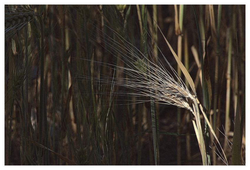 Grain Beautiful Wallpaper Hd Wallpaper Cornfield