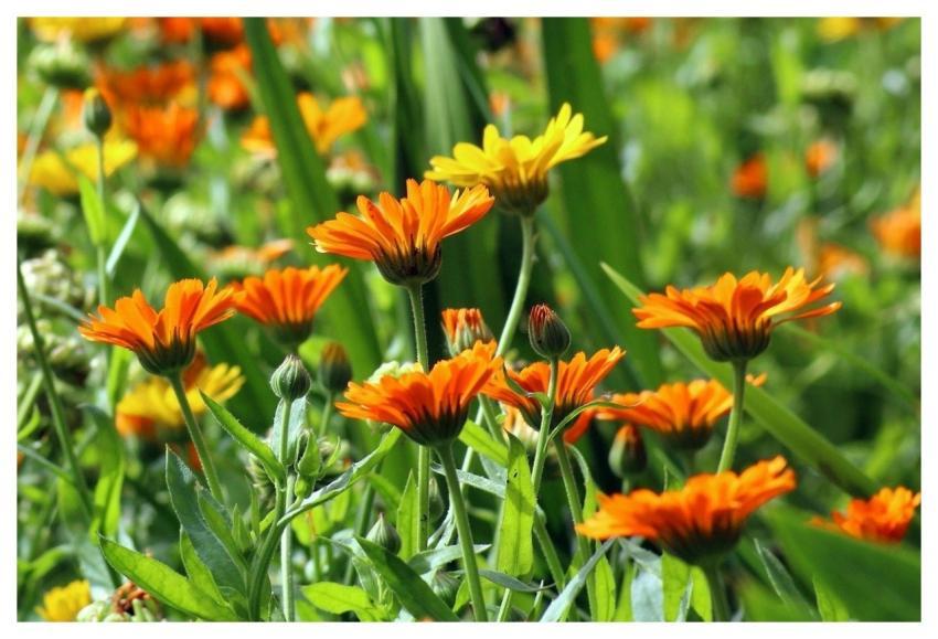 Marigold Flowers Natural Garden