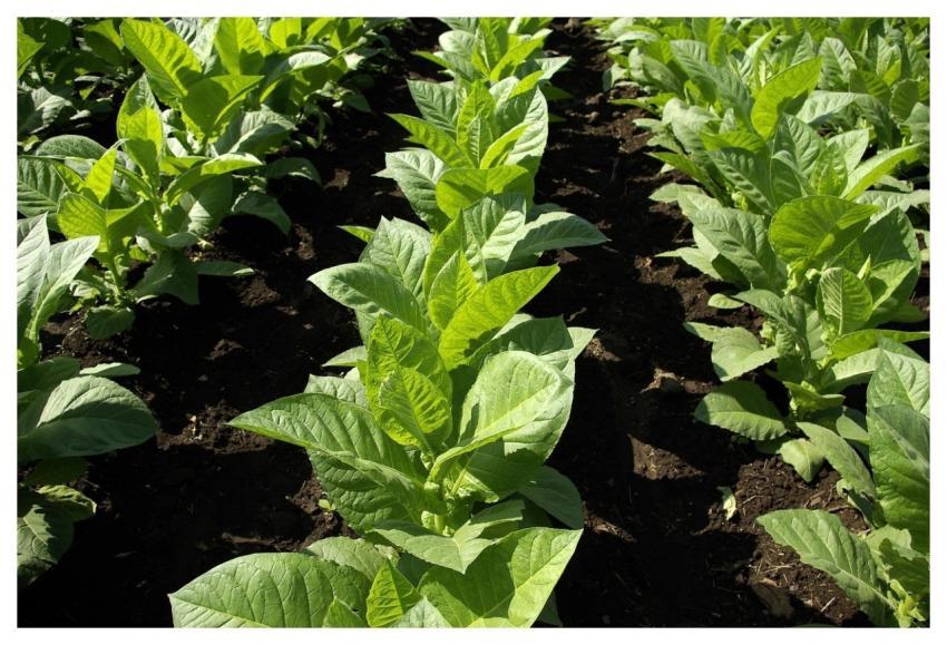 Pure Cigar Tobacco Health