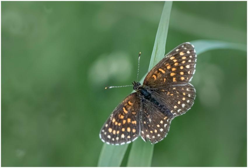 Close-up of a brown butterfly with orange spots pe