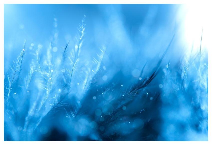 Feathers Laptop Wallpaper 4K Wallpaper 1920X1080 W