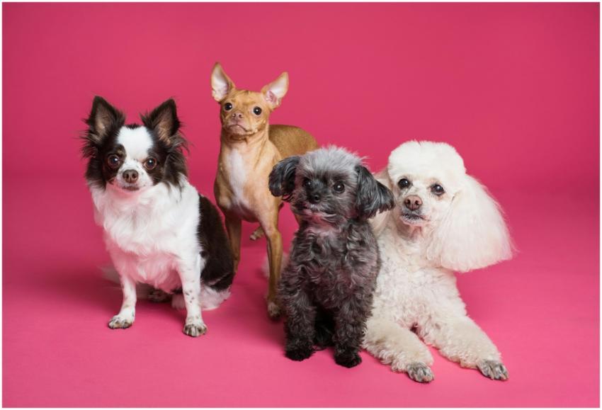 A charming group of small dogs posed against a vib