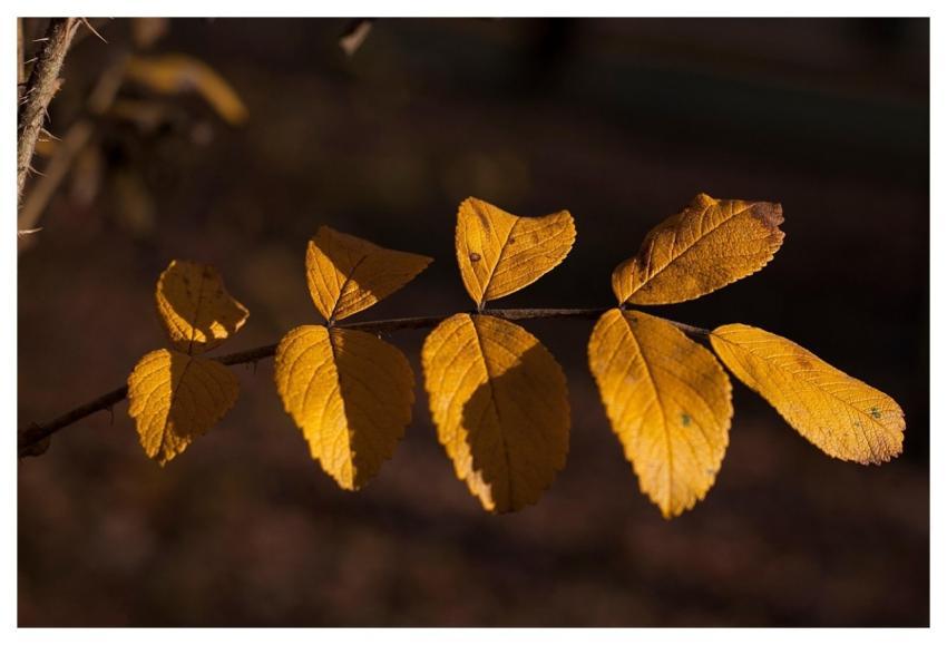 Leaves Nature Autumn Foliage