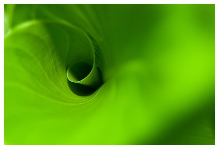 Abstract Texture Nature Leaf