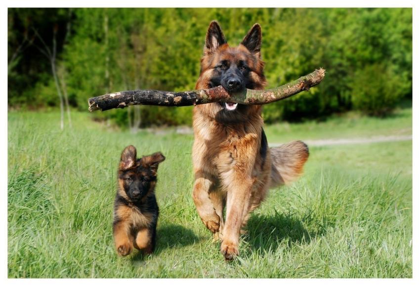 Shepherd Dog Dog Domestic Animal Animal