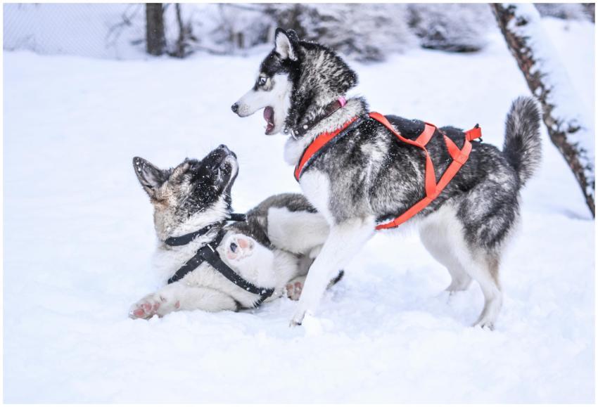 Two huskies with harnesses play in the snow, showc