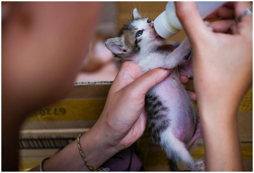 Free stock photo of animal, animals, baby