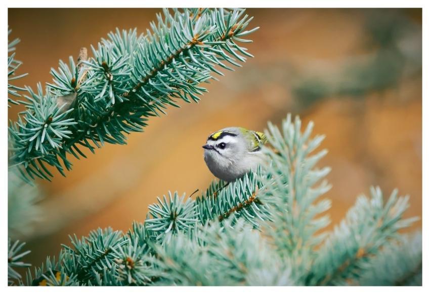 Golden-Crowned Kinglet Bird Animal Wildlife