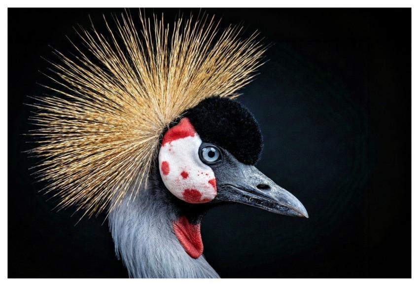 Gray Crowned Crane Bird Wildlife Animal