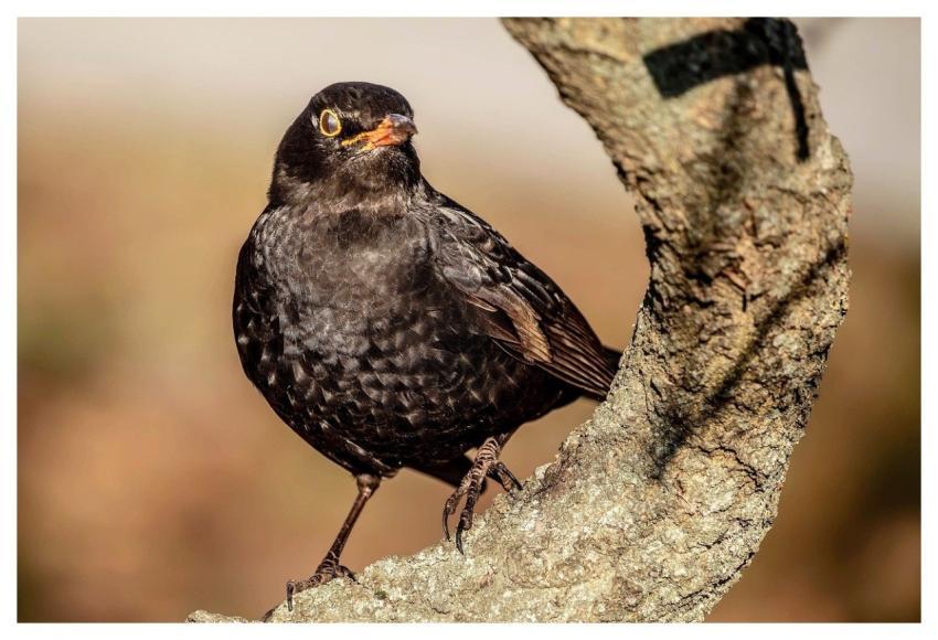 Bird Nature Black Blackbird