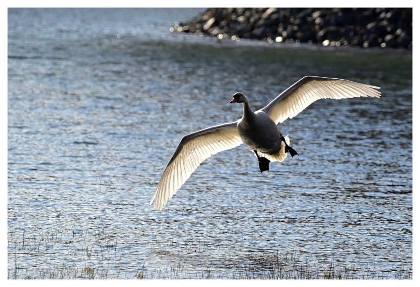 Swan Bird Water Bird Lake
