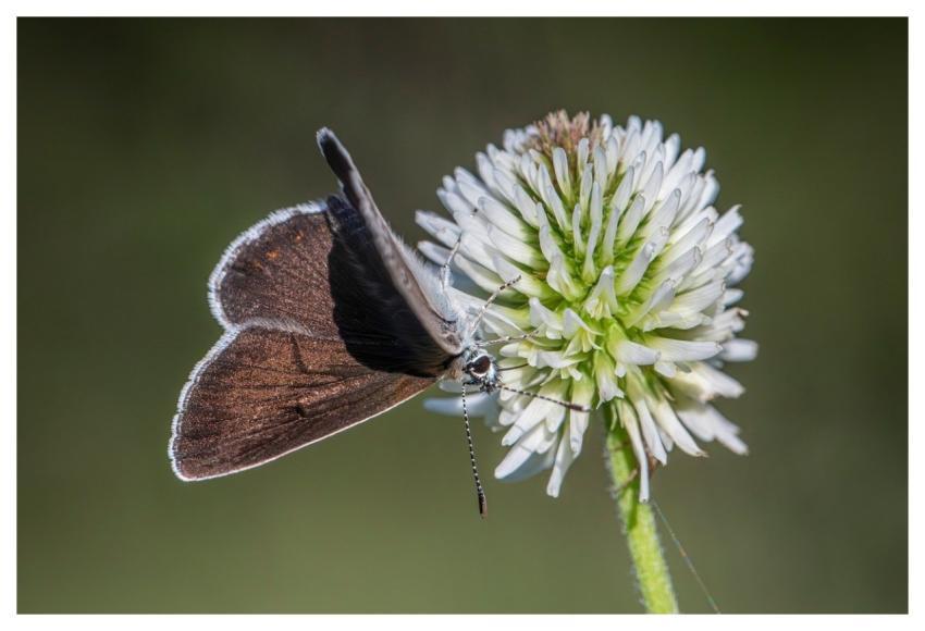 Nature Beautiful Flowers Amanda's Blue Bloom
