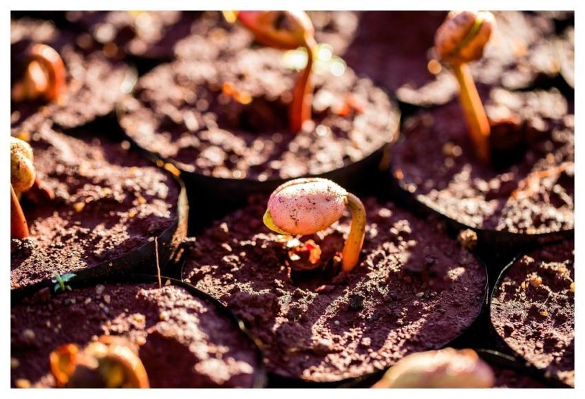 Bud Tree Plant Nature
