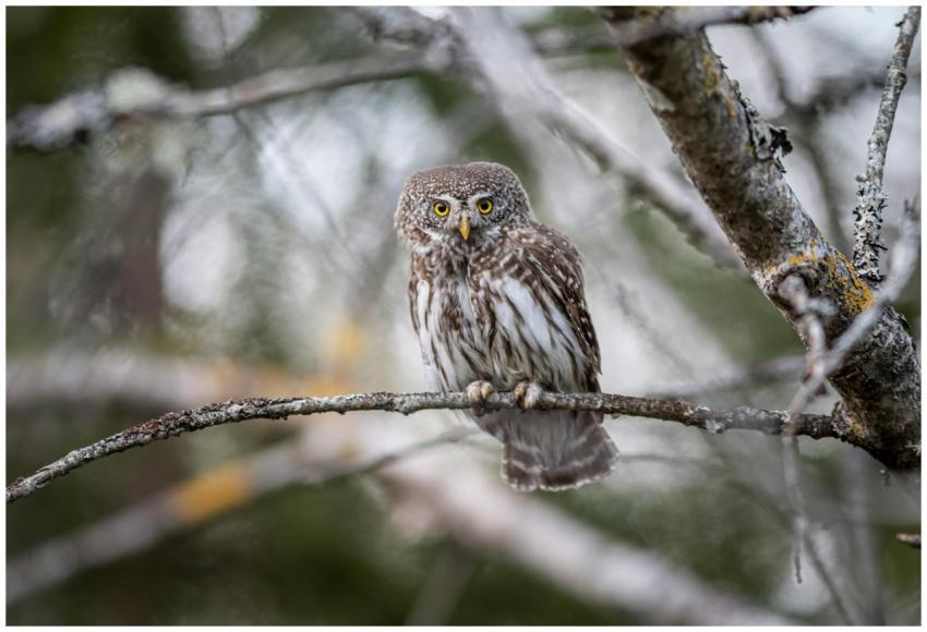 Close-up of an Eurasian pygmy owl (Glaucidium pass