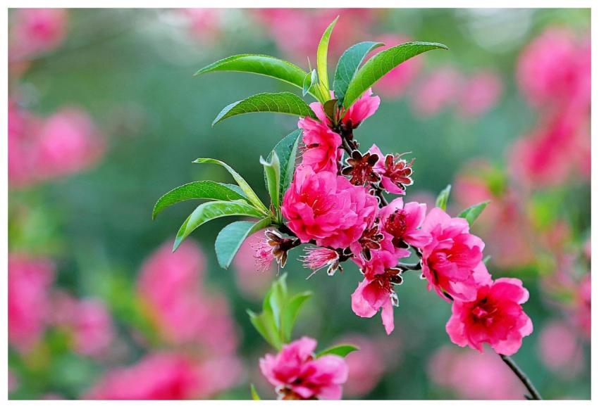 Close-up of vibrant pink blossoms on a lush green