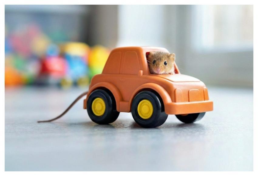 Mouse Toy Car Cute Playful